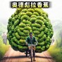 一命通關(guān)下載